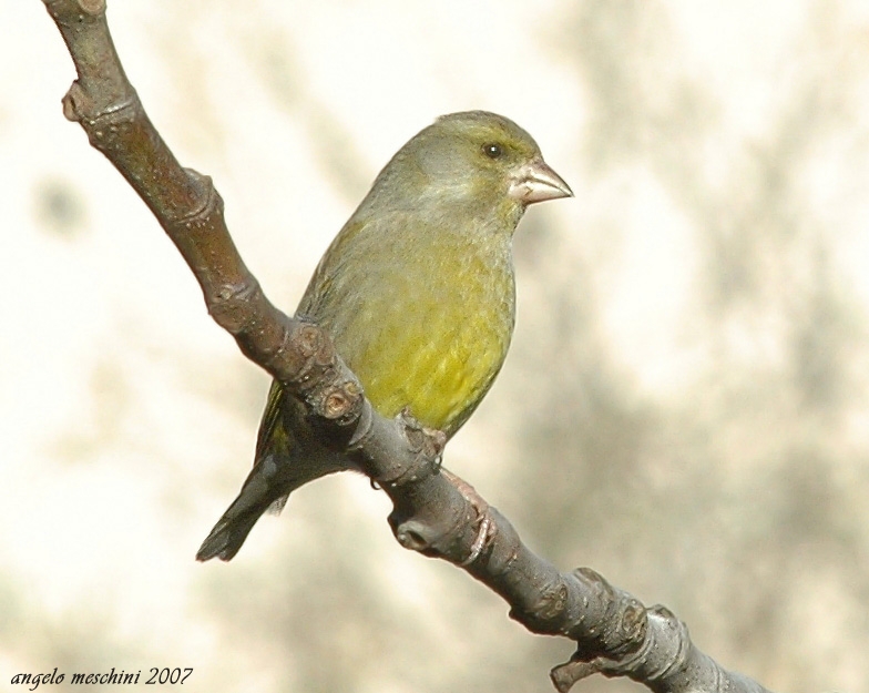 Verdone. Carduelis chloris